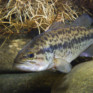 fish affected by degraded habitat