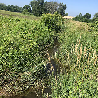 sediment infill along ox creek